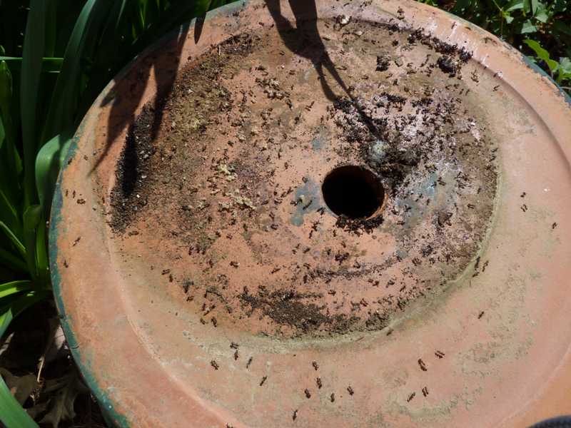 White Ants White Ants In Garden Soil